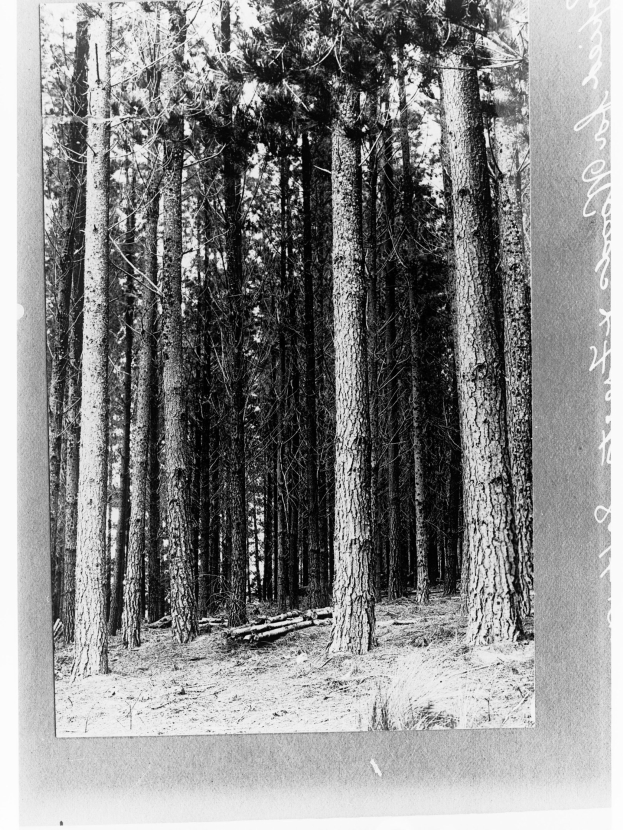 Schwarz-weiß-Foto eines dichten Waldes aus hohen Tannen mit sichtbarem Boden und Text auf der rechten Seite.
