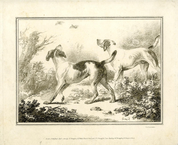 Zwei Hunde laufen durch einen bewaldeten Bereich mit Grün, mit Text unten.