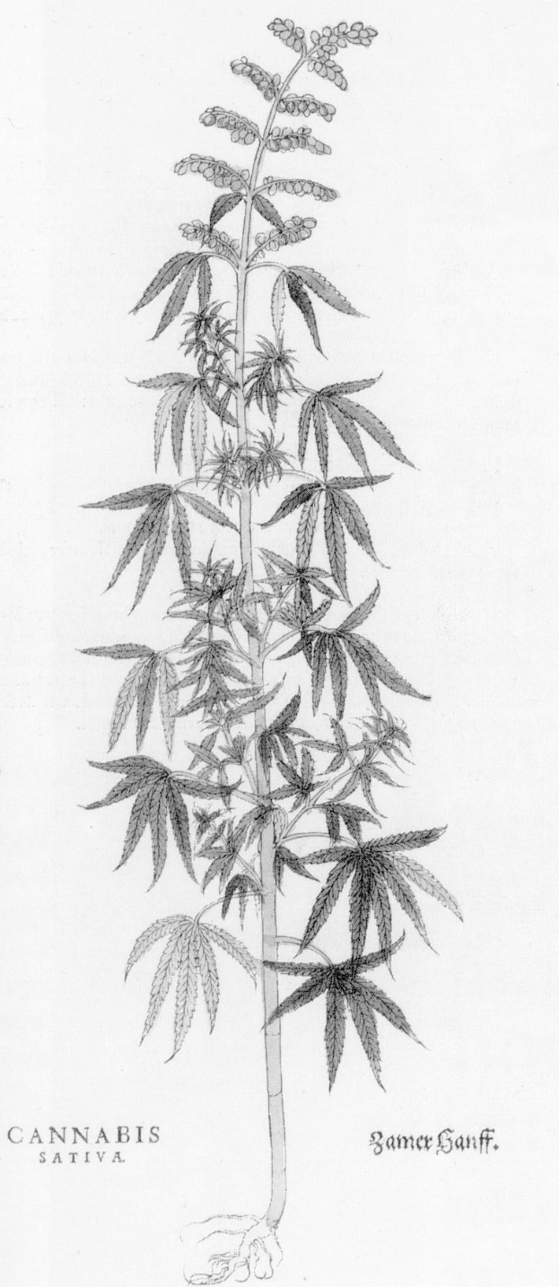 Eine Schwarz-Weiß-Zeichnung einer Cannabis-Pflanze mit den Wörtern "Cannabis Sativa" darunter.