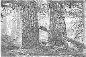 Schwarz-weißes Foto eines Fahrrads, das auf dem Waldboden inmitten von hohen Rotbuchen geparkt ist, durch die Zweige scheint die Sonne.