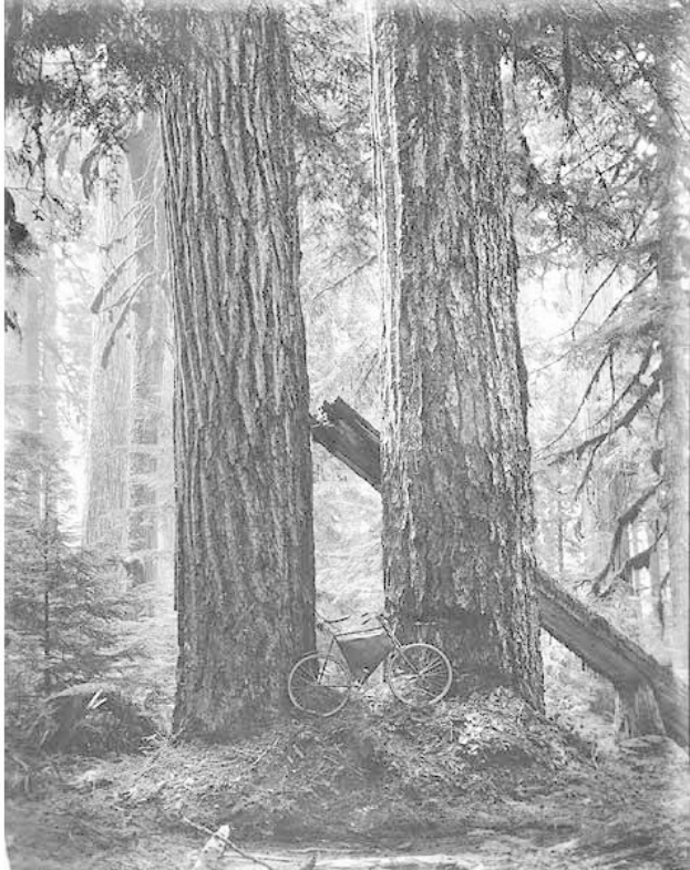 Schwarz-weißes Foto eines Fahrrads, das auf dem Waldboden inmitten von hohen Rotbuchen geparkt ist, durch die Zweige scheint die Sonne.