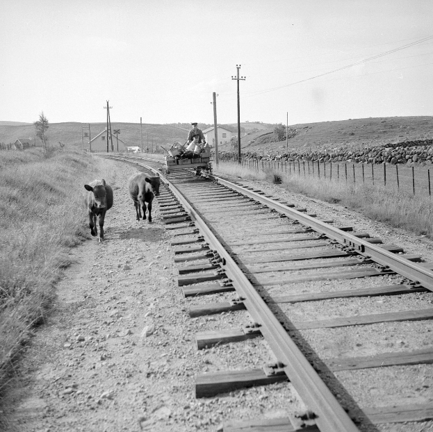 Zwei Kühe auf Bahngleisen mit einer Person auf einem Fahrzeug im Vordergrund, Gras und ein Zaun auf beiden Seiten und Häuser, Bäume und Masten im Hintergrund.