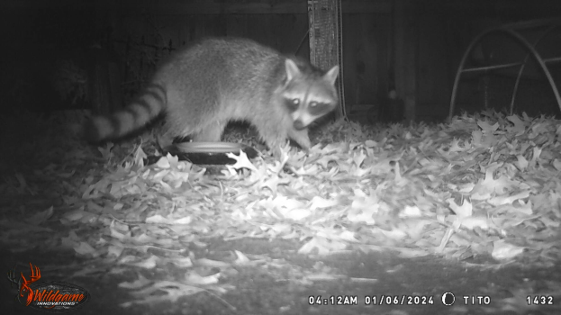 Ein Waschbär steht nachts in einem Waldgebiet, umgeben von trockenen Blättern, mit einer hölzernen Wand und einem Gegenstand im Hintergrund.