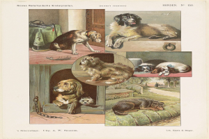 Ein Bild aus einem Buch mit verschiedenen Hunderassen und begleitendem Text.