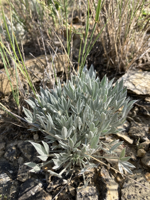 Kleiner silbriger Salbei, der zwischen Steinen und anderen Pflanzen im Boden wächst.