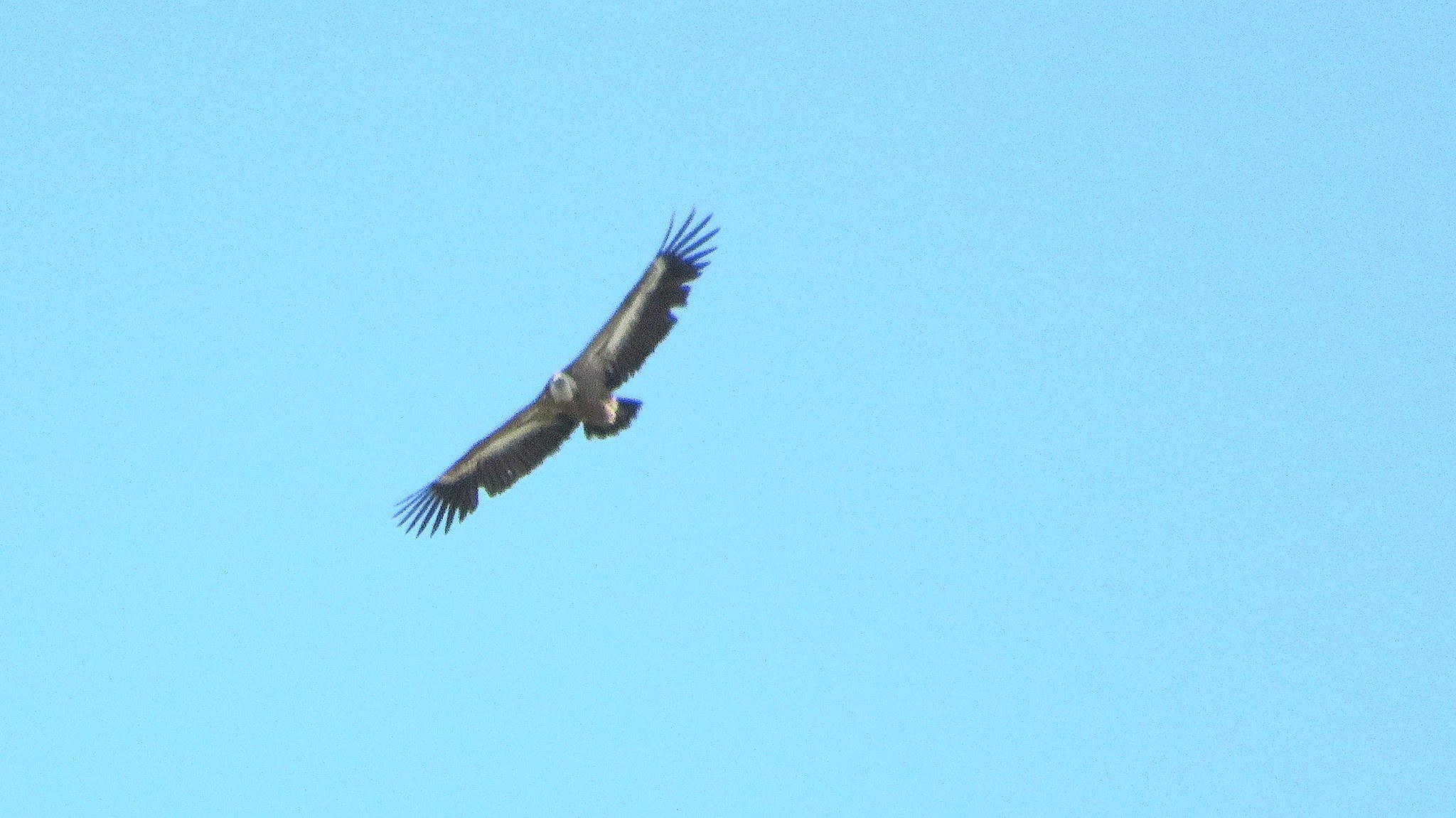 Ein Kondor, der durch den Himmel fliegt, mit ausgebreiteten Flügeln, Federn glänzen in der Sonne.