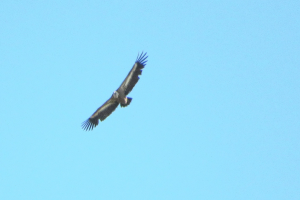 Ein Kondor, der durch den Himmel fliegt, mit ausgebreiteten Flügeln, Federn glänzen in der Sonne.