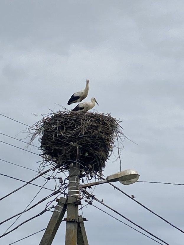 Zwei Weißstörche auf einem Nest auf einer Stromleitung sitzend, mit einer Straßenlaterne, die sie beleuchtet und Drähten, die entlang der Leitung verlaufen.