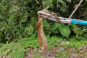 Eine Schlange windet sich um einen metallenen Karabiner mit daran befestigten Scheren, vor einem Hintergrund aus Pflanzen, Bäumen und Steinen.