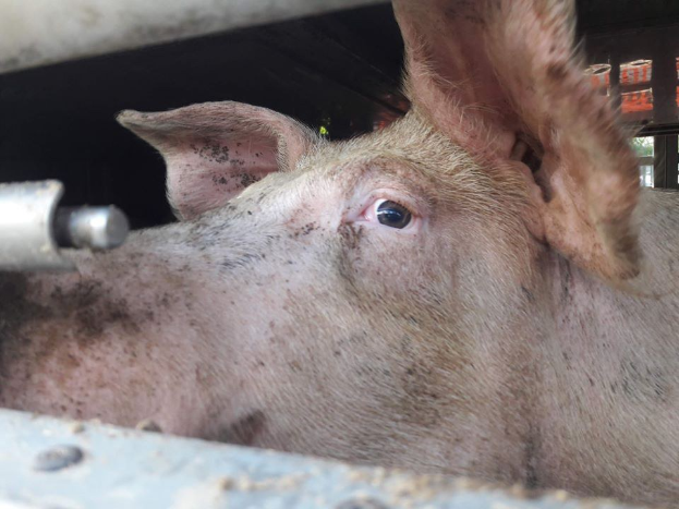 Ein Schwein schaut aus dem Fenster eines Lastwagens, mit einem metallischen Objekt im Vordergrund und Bäumen im Hintergrund, das besorgt aussieht.