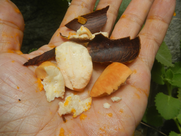 Eine Person hält eine Handvoll Cashew-Nüsse, mit Blättern auf der rechten Seite des Bildes.