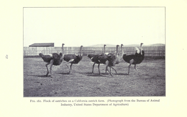 Eine Schar von Straußen auf einer Kalifornischen Straußenfarm, mit einem Zaun, einem Haus und Himmel im Hintergrund und Text unten.